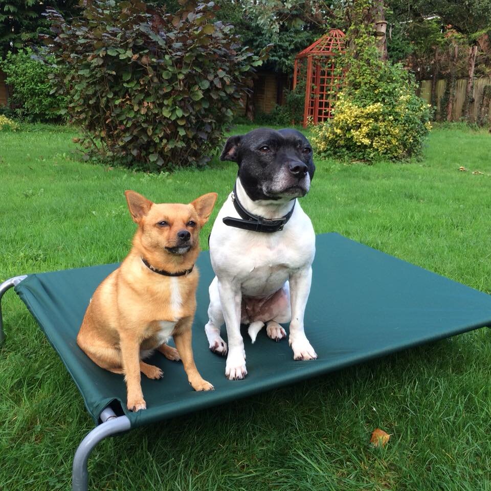 Dog Bed Cover.jpg